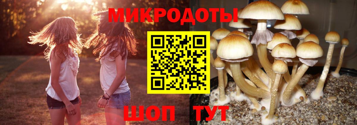 где продают   Галлюциногенные грибы Magic Shrooms  Вход с VPN  Вышний Волочёк  Псилоцибиновые грибы мицелий 